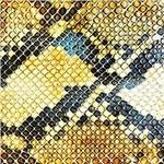 Amphetamine Ballads (Limited Edition) - Vinile LP di Amazing Snakeheads