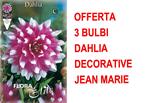 Offerta 3 Bulbi Primaverili Dahlia Decorative Jean Marie Bulbes Bulbs