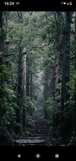 Mattino in una foresta di pini