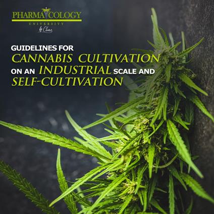 Guidelines for cannabis cultivation on an industrial scale and self-cultivation