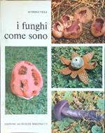 I funghi come sono