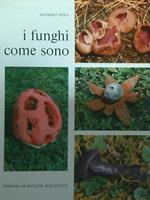 I funghi come sono