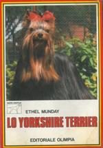 Lo Yorkshire Terrier