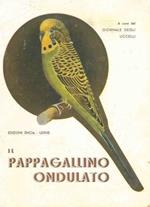 Il pappagallino ondulato