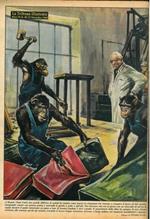 A Huston (Stati Uniti) una grande fabbrica di mobili ha assunto come operai tre scimpanzé che riescono a compiere il lavoro di due uomini, riempiendo cuscini con gomma piuma e mettendo le gambe a sedie e sgabelli