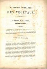 Anatomie comparée des végétaux. Plantes parasites. Dicotylédones