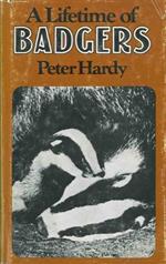 A lifetime of badgers