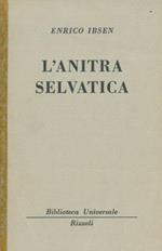 L' anitra selvatic