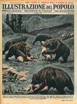 Alcuni orsi bruni hanno fatto irruzione in Val Camonica: 27 pecore sono state sgozzate
