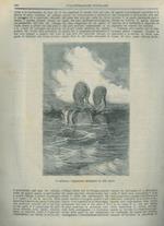 Il mollusco Argonauta navigante in alto mare