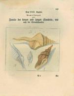 Conchiglie marine, con, più o meno lieve, coloritura originale d'epoca