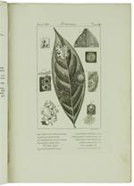 Botanica. Ventidue Incisioni Originali in Rame (Cm (24,5X17,5 Cm) Tratte Da: Enciclopedia Italiana e Dizionario Italiano della Conversazione