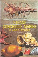 Strane Conchiglie Marine E Loro Storie