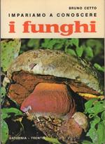 Impariamo a conoscere i funghi