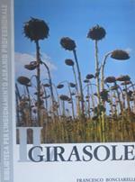 Il girasole