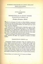 Ricerche zoologiche sui Monti Sibillini. I. Descrizione di un nuovo miride Palgyotylus Zorzii n. sp. (Hemiptera Heteroptera, Miridae). II. Descrizione dello Ephippiger Ruffoi n. sp. (Orthoptera-Ephippigeridae). III. Caratteri morfologici e cenni bi