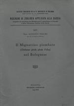 Il Mignattino piombato (Chlidonias ybrida ybrida Pallas) nel Bolognese