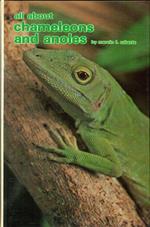 All About Chamaleons and Anoles