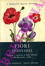 Fiori spontanei