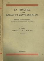 La trachée et les bronches cartilagineuses. Structure et fonctionnement des dispositifs musculaires et elastiques