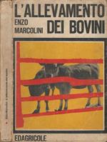 L' allevamento dei bovini