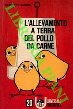 L' allevamento a terra del pollo da carne