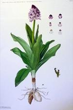 Iconografia delle orchidee d'Italia. Iconography of italian orchids