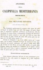 Anatomia della Caliphylla Mediterranea. Estratto da Memorie dell'Accademia delle scienze dell'Istituto di Bologna anno 1877 serie III tomo VII fascicolo 2