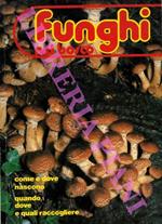 Funghi nel bosco. Come e dove nascono Quando, dove e quali raccogliere