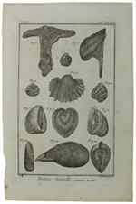 HISTOIRE NATURELLE, COQUILLES DE MER- Original Antique Engraving - Diderot & d'Alembert - 1770