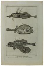 HISTOIRE NATURELLE, Le Poisson Coffre - Le Lyre - Le Poisson Volant - Original Antique Engraving - Diderot & d'Alembert - 1770