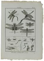 HISTOIRE NATURELLE, INSECTES - Original Antique Engraving of 