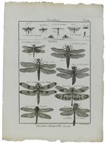 HISTOIRE NATURELLE, INSECTES - Original Antique Engraving of 