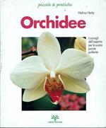 Orchidee