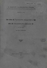 Nuove ricerche sulla Pyroteuthis margarififera Hoyle ovvero sulla Carybdifeuthis maculata Vir Silvia Mortara