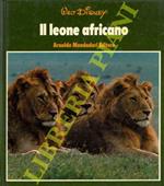 Il leone africano