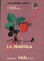 La fragola. Frutticoltura anni 80