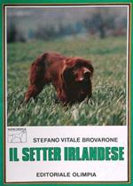 Il setter irlandese