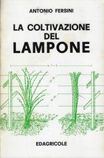 La coltivazione del lampone