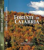 Foreste di Calabria