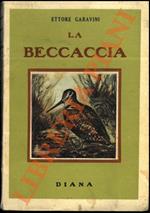 beccaccia. Anatomia. Nidificazione. Migrazione. Costumi. Caccia. Disegni di G. Minguzzi.