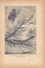 Falena del pino (Phalaena bombyx). Larva, bozzolo e farfalla. Stampa 1893