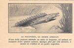 Le Polyptere ou Bichir Africain. Stampa 1923