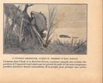 L' Anabas grimpeur, curieux poisson d'eau douce. Stampa 1923