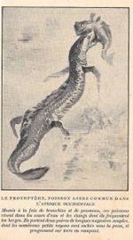 Le Protoptere, poisson assez commun dans l'Afrique occidentale. Stampa 1923