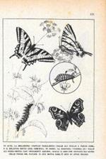 Papilio podalirium/Vanessa jo. Stampa 1947