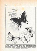 Charaxe jasius/Pieris brassicae. Stampa 1947