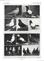 Pigeons a pattes lisses/ Pigeons de Gier. Stampa 1926