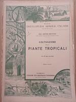 Coltivazione delle piante tropicali