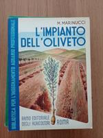 L' impianto dell'oliveto